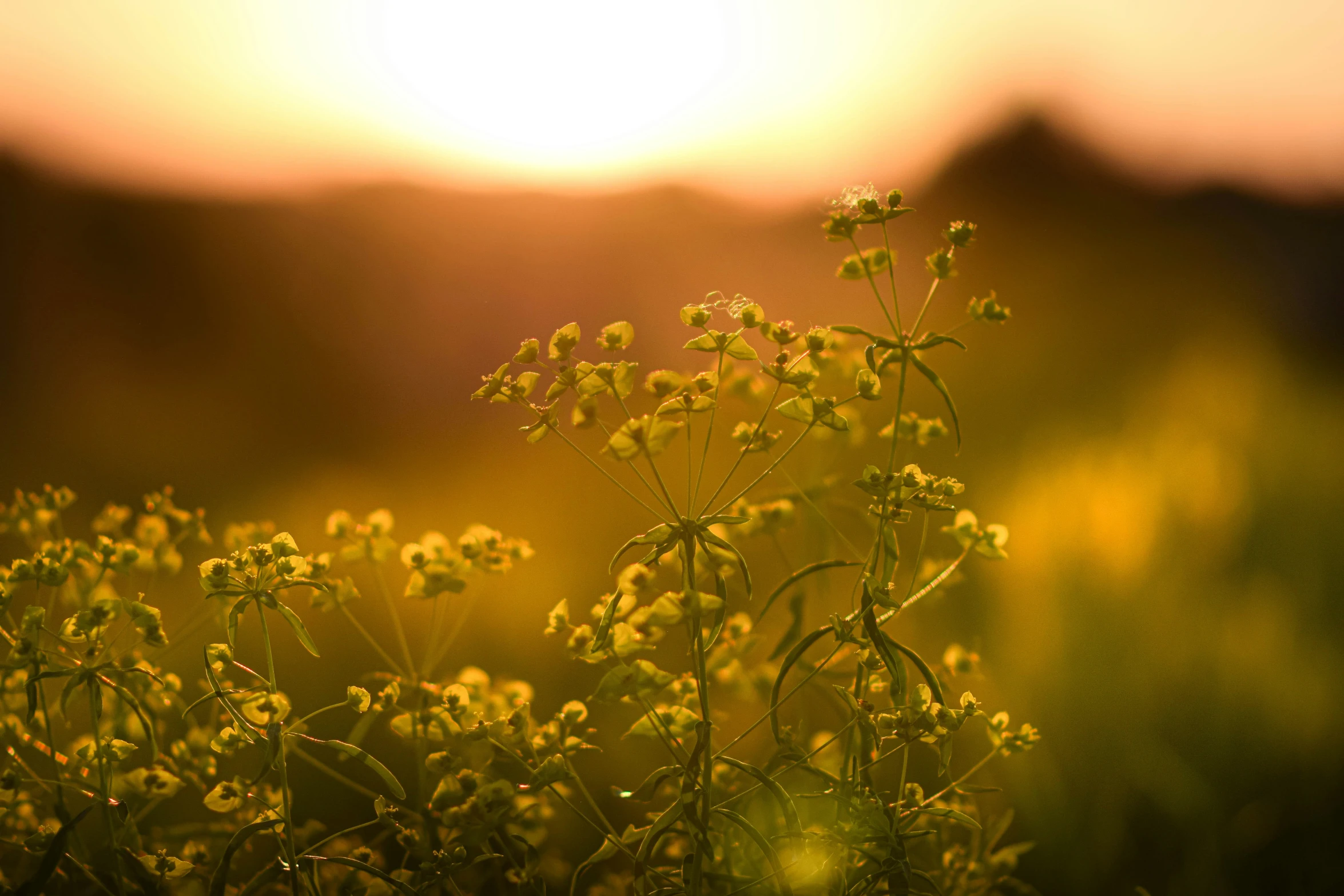 a field filled with lots of green plants at sunset