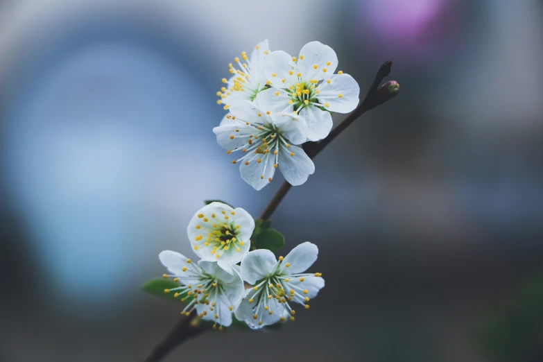 some white flowers with yellow stamen petals on a stem