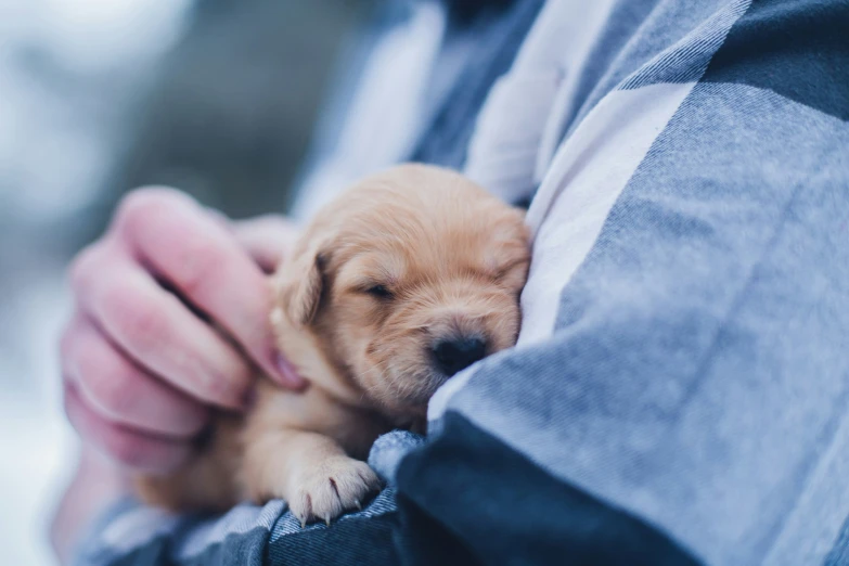 someone holding their puppy on their left arm