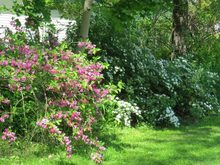 a lush green yard with pink flowers next to a house