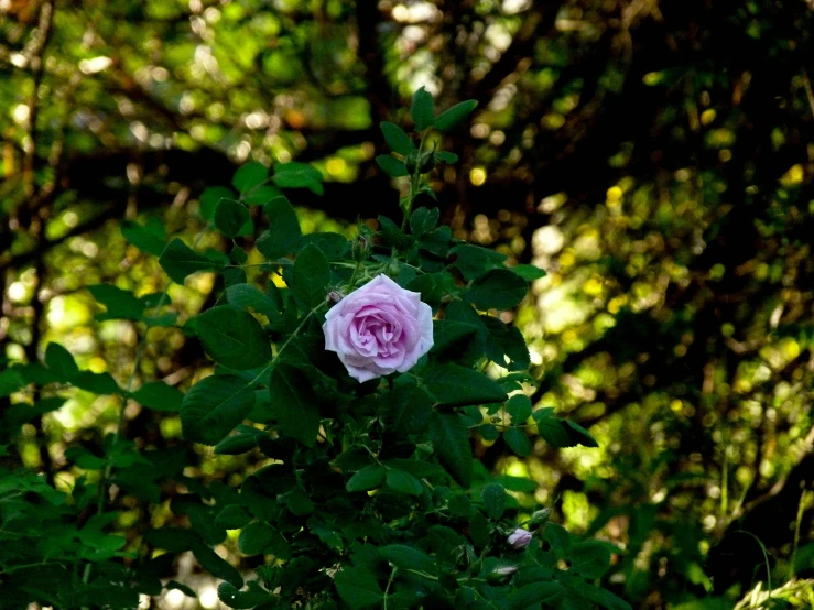 a lone pink rose sitting in the middle of a green forest