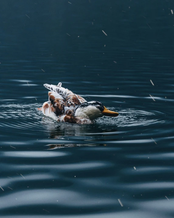 two ducklings are swimming in the dark water