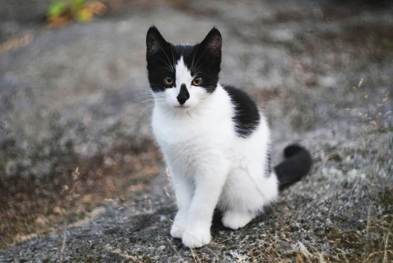 a small black and white cat sitting on the ground