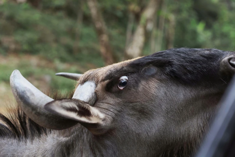 a black cow with long horns sticking its head out of a window