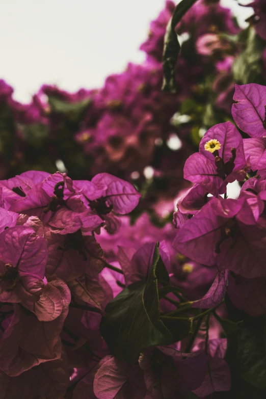 a close up po of flowers against a white sky