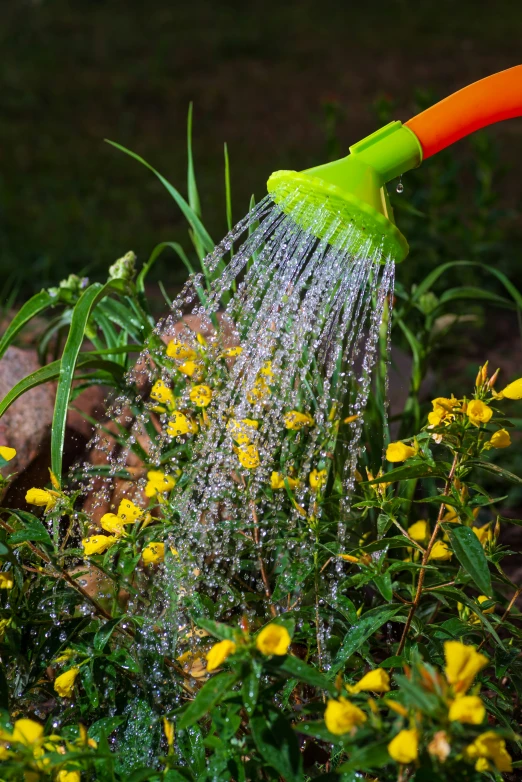 a person is watering flowers with a hose