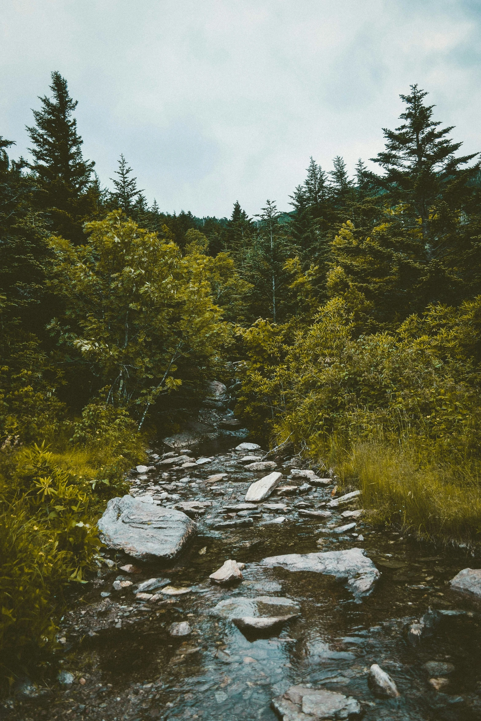 a stream meanders through the woods with trees in the background