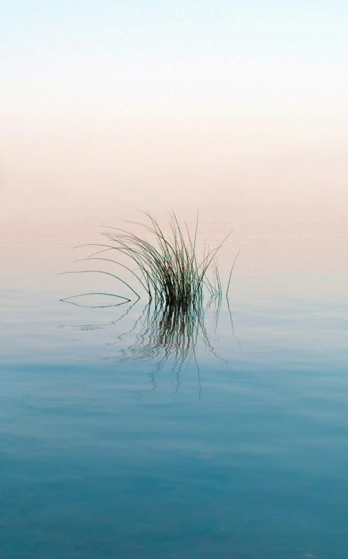 a po of some water with one piece of grass in the foreground