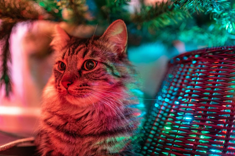 cat in basket under christmas tree, lit by spotlight from top