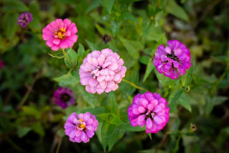 the pink flowers have purple and red petals