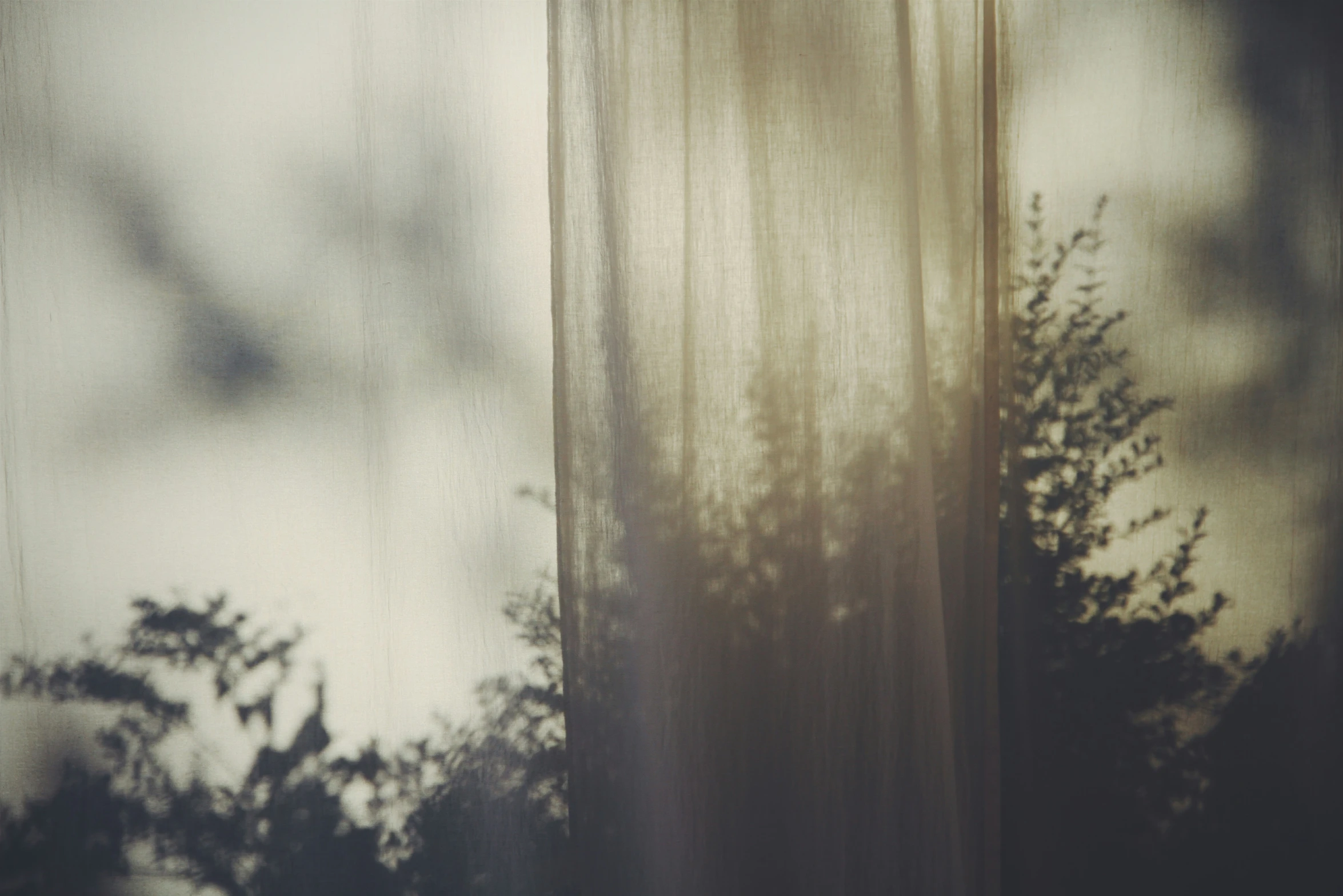 a closeup of a window with trees out of the window