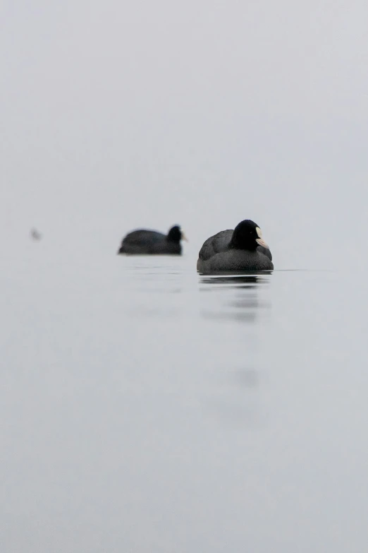 two ducks swimming in the water with foggy skies behind them