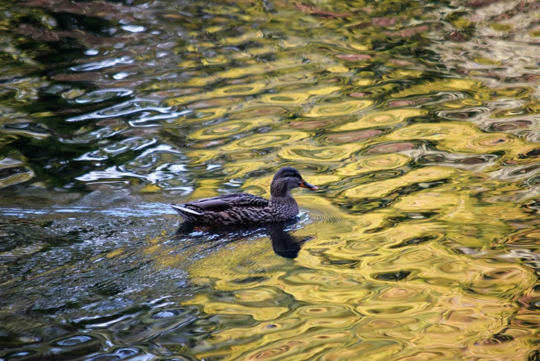 a black duck floats on the water