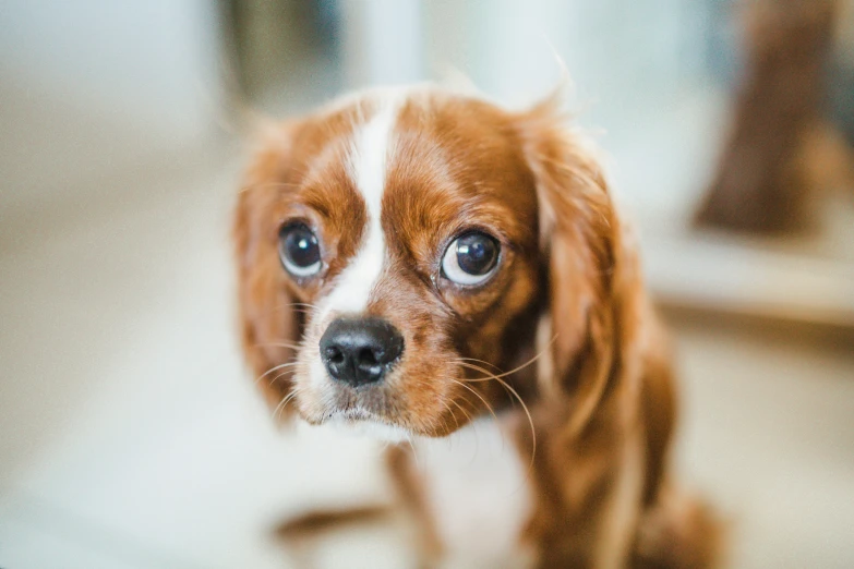 a dog looks at the camera while sitting