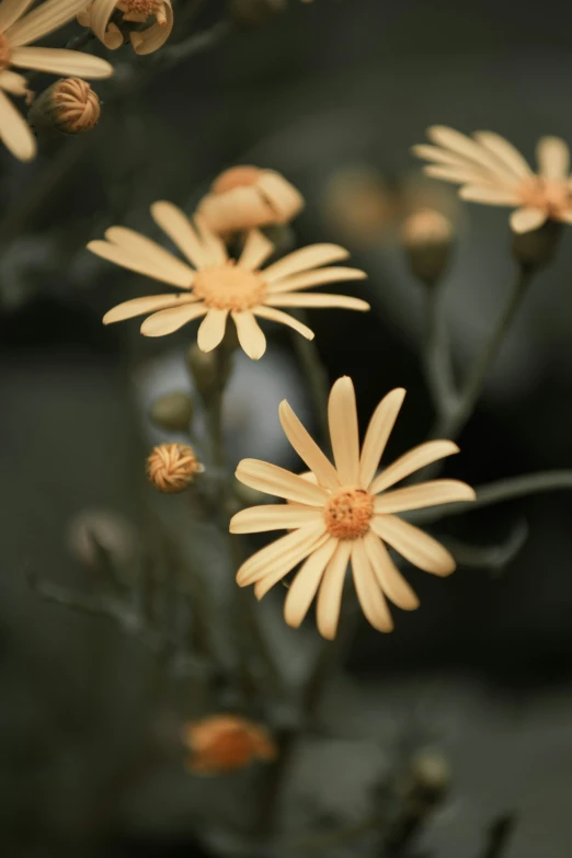 several tiny yellow flowers next to each other