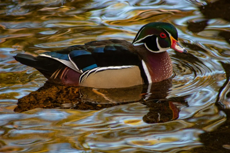 a duck swimming in the water with a fish