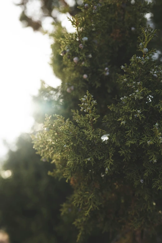 a green plant with many leaves in front of the sun