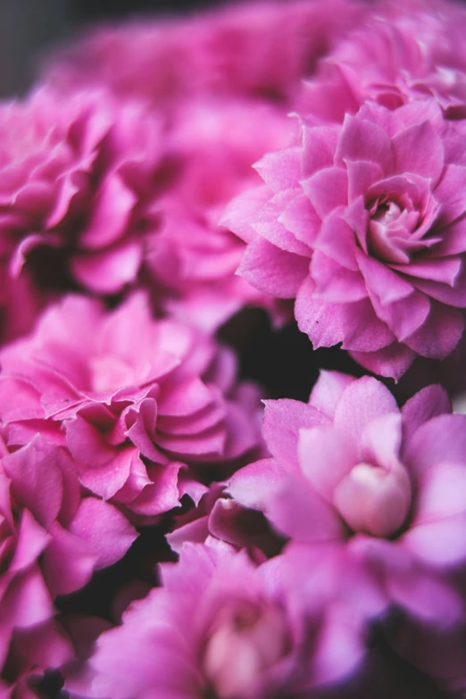 a close up view of pink flowers