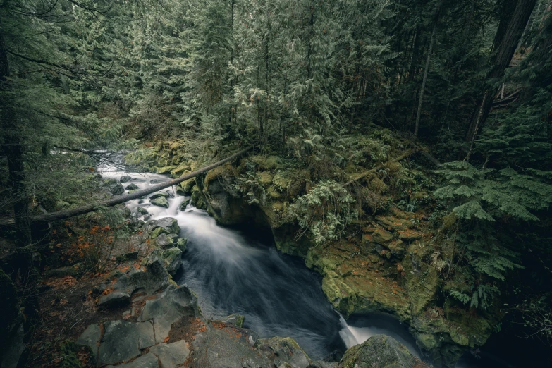 a creek running through a lush forest covered with rocks