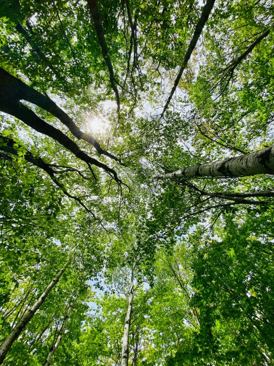 the view from the bottom down on the trees