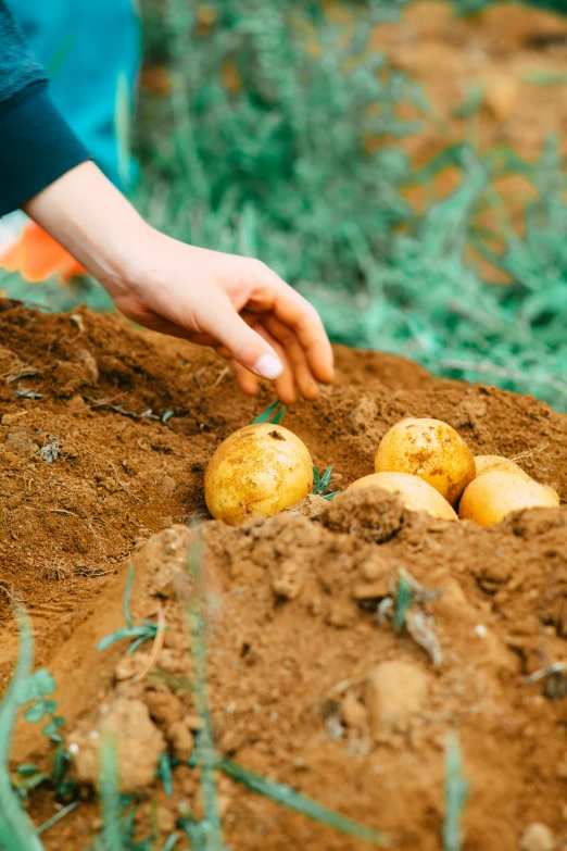 some dirty dirt that is by a person and a bunch of potatoes