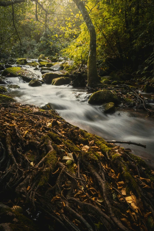 the sun streams through a tropical forest, with leaves all over the ground and roots on the ground