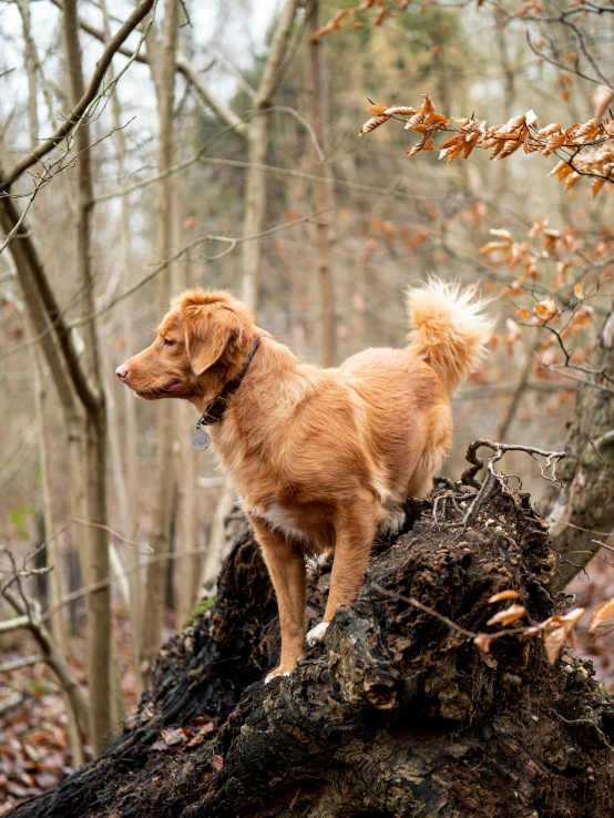 dog sitting on the stump of an old tree in a wooded area