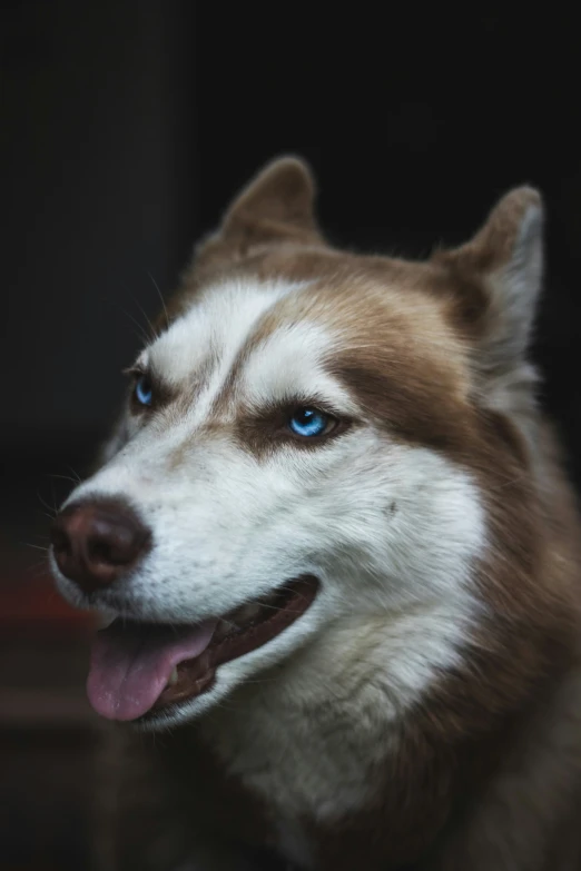 closeup of dog's eyes and chest, with a brown and white dog with blue eyes