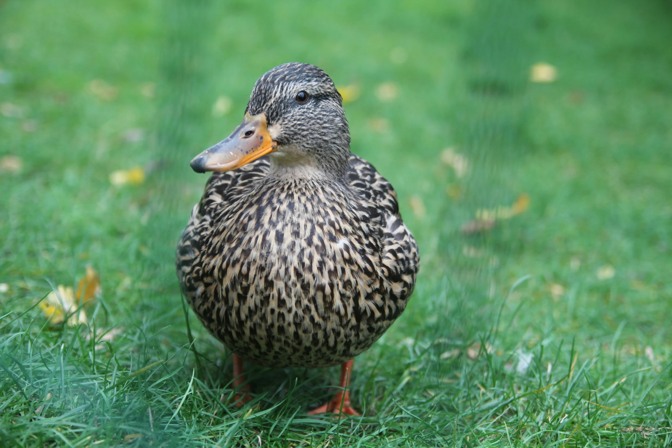 this is a close up of a duck in a field