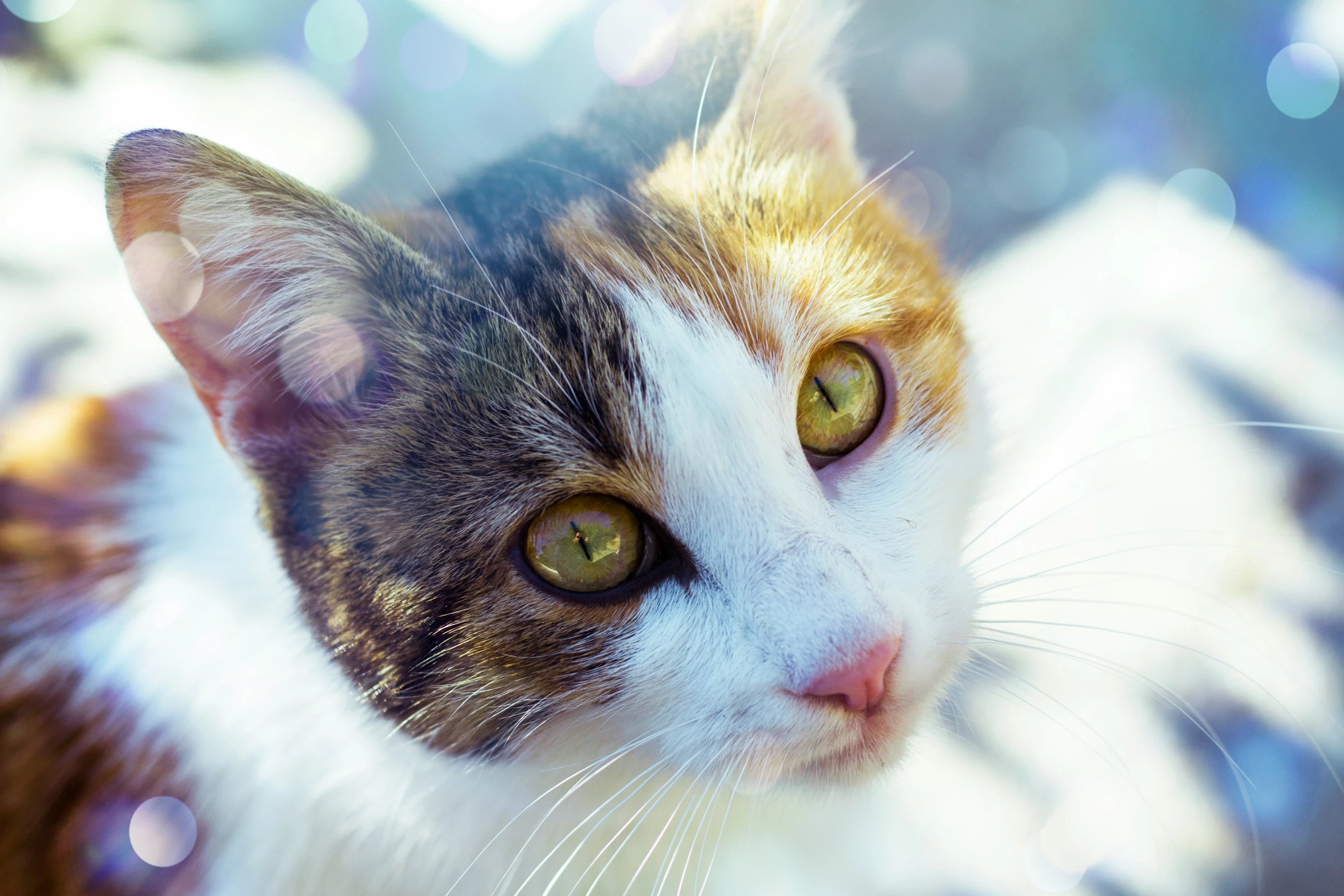 a close up view of a cat with very bright green eyes