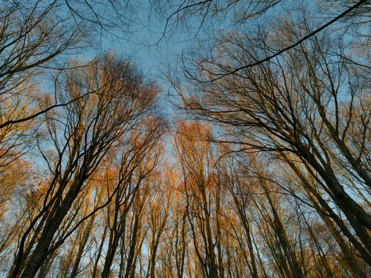 the tops of many trees on a clear blue day