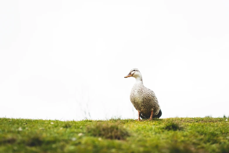 a large duck sitting in a grassy field