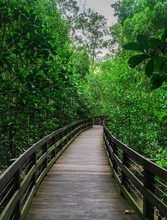 a wooden walkway leads through a grove of tall trees