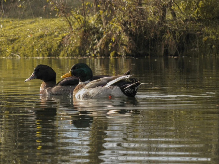 two ducks floating on the water near a green and leafy forest