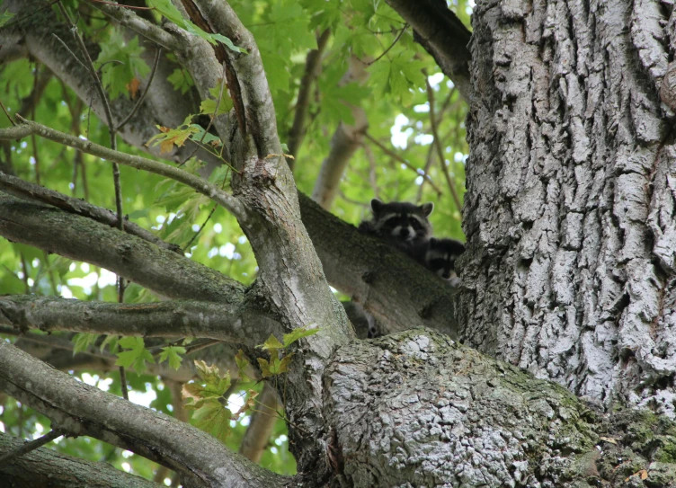 two racs are clinging to the bark of a large tree