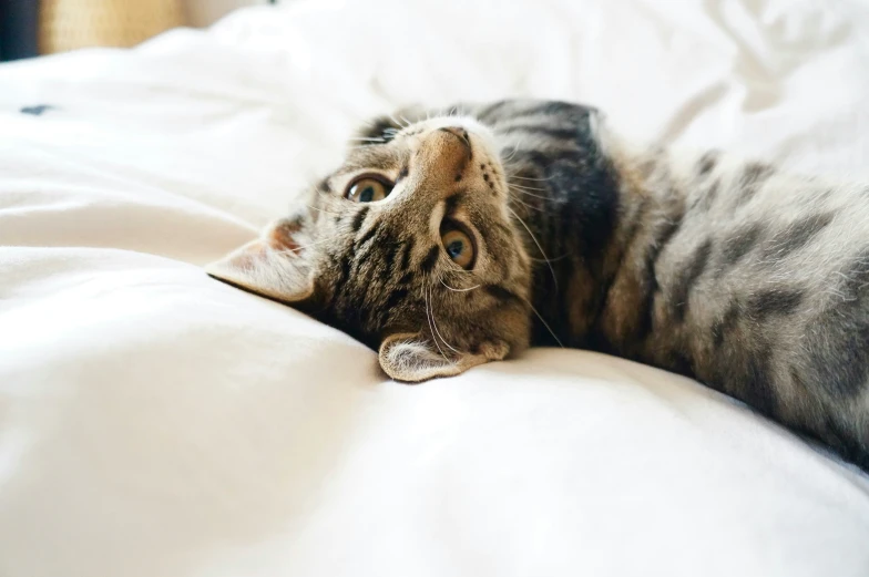 a cat lying on a white sheet laying down