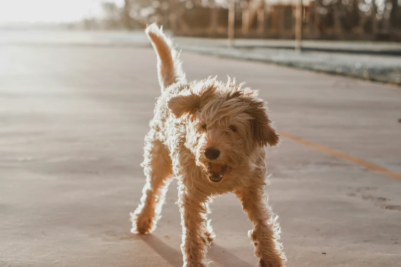 a dog running across a street on top of cement