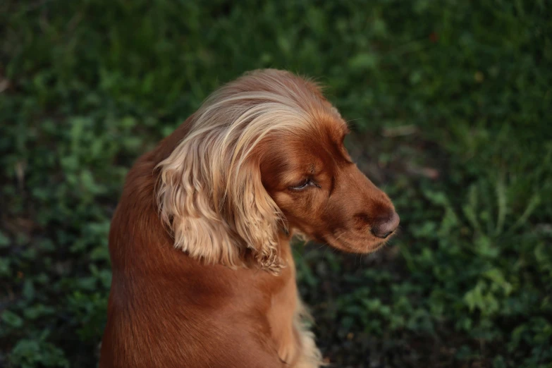 a dog sitting on a patch of grass