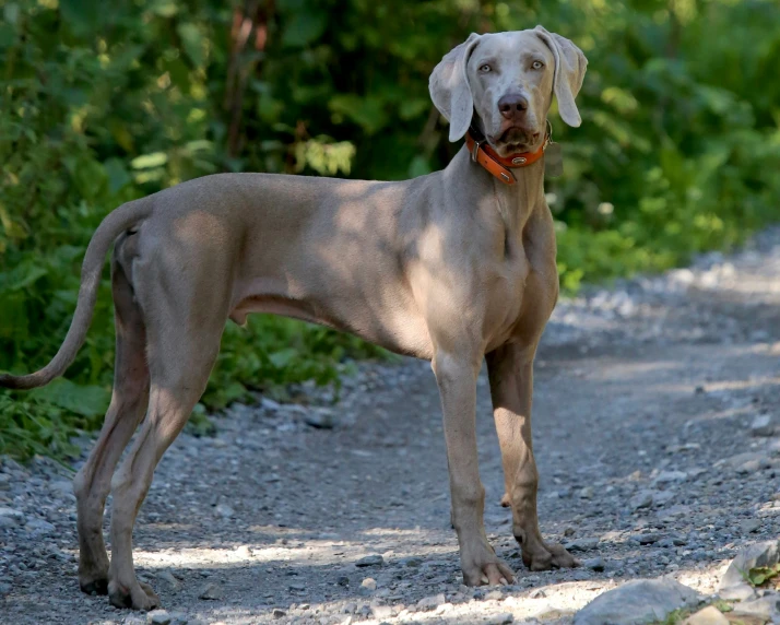 a dog standing on a dirt road next to green bushes