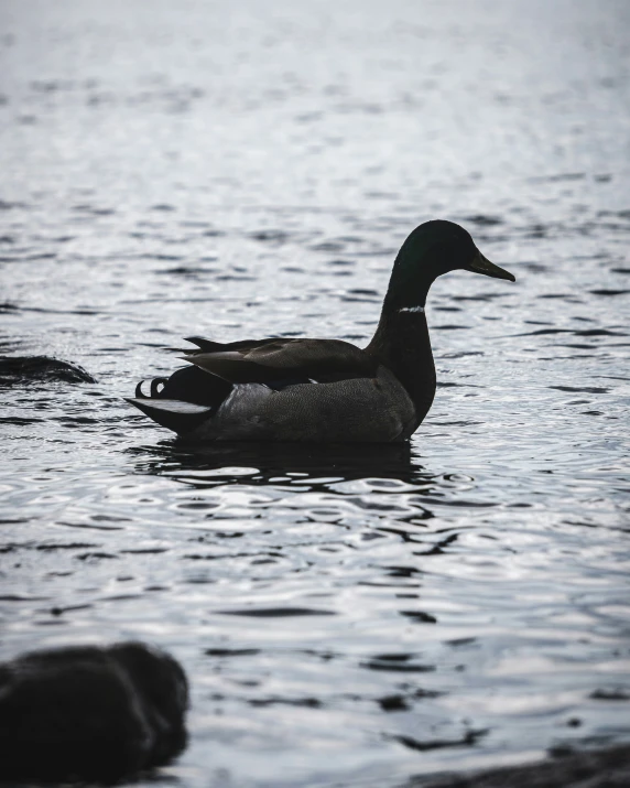 a black and white duck swimming in water