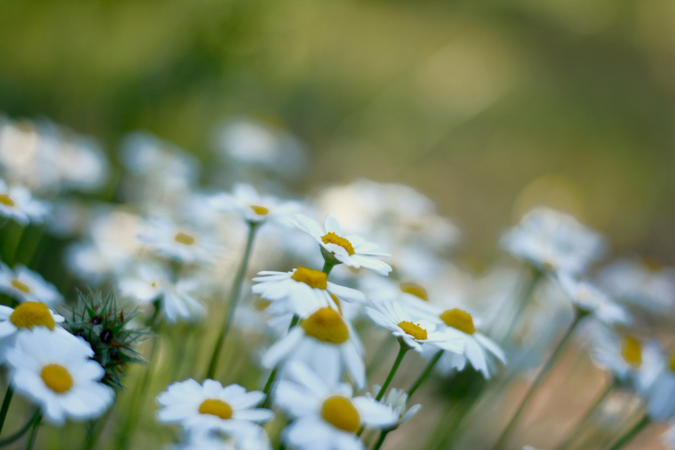 a cluster of white daisies are in the foreground