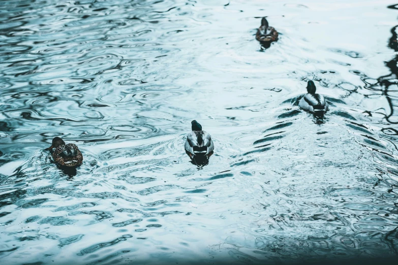 ducks swim together and stand in the water