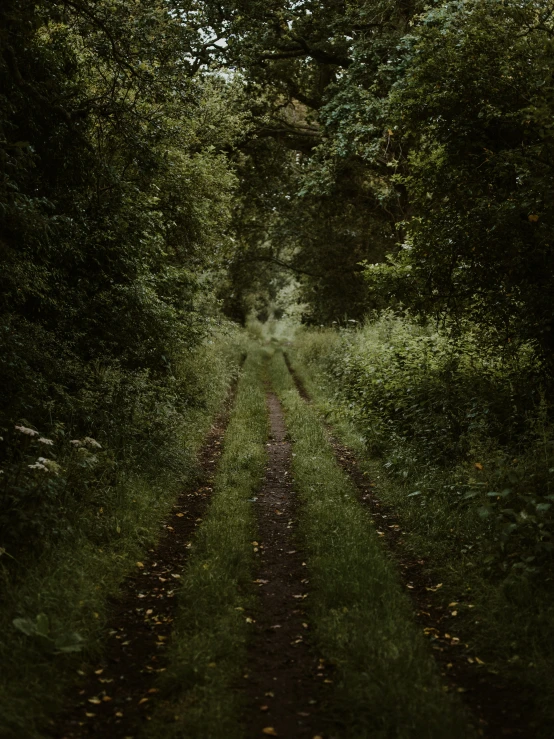 an image of a view of a forest through trees