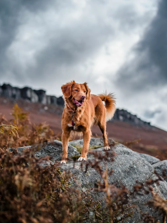 a dog with his head sticking out standing on a rock