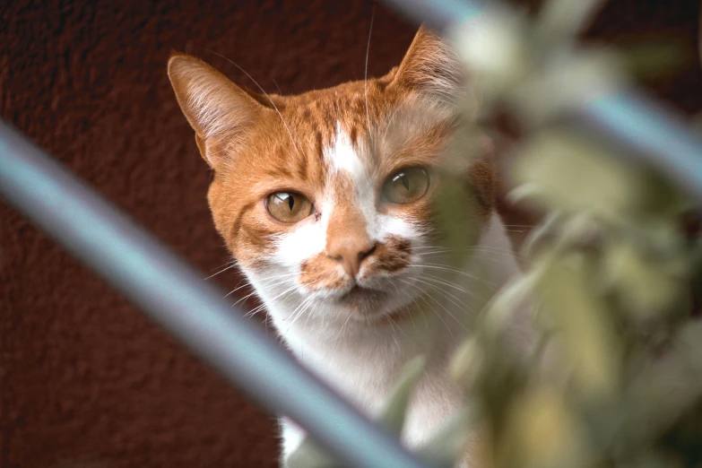 a cat is looking out from behind a fence