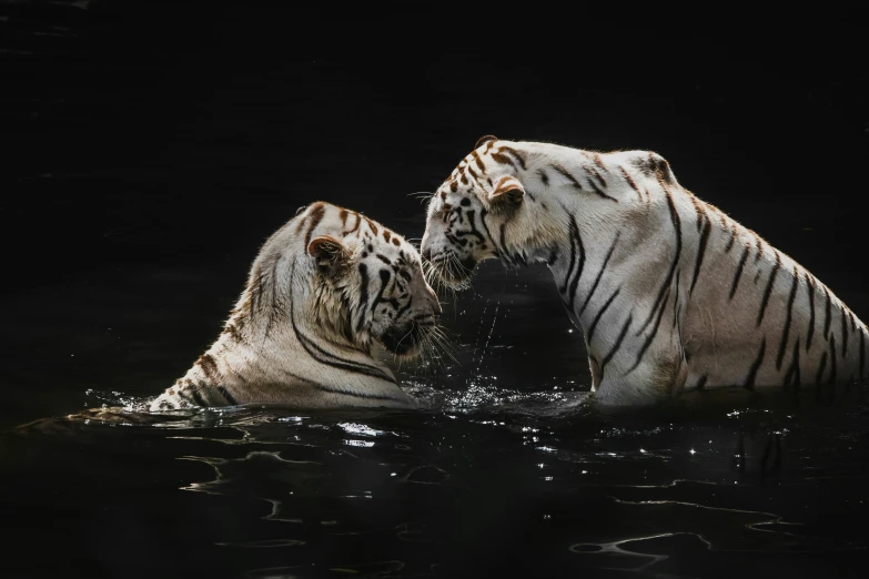 two white tigers playing in a water at the zoo