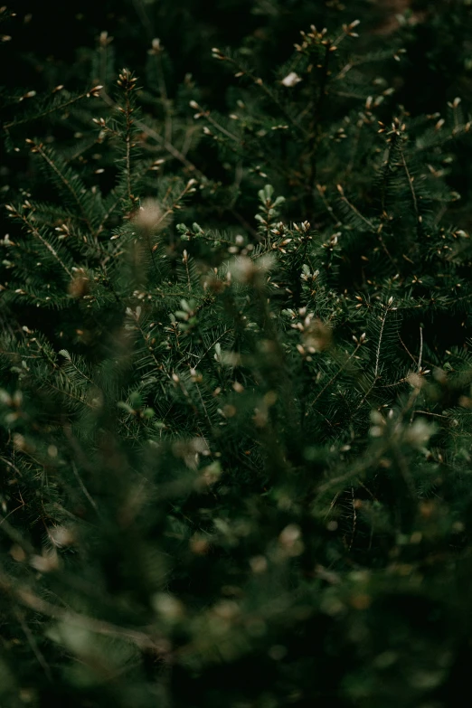 a close up po of grass and flowers