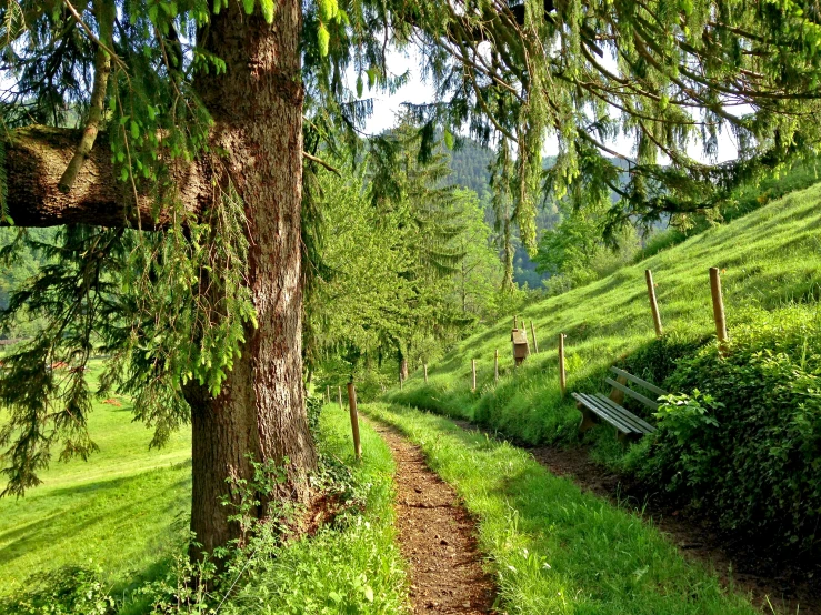 a small dirt path is going through a lush green meadow