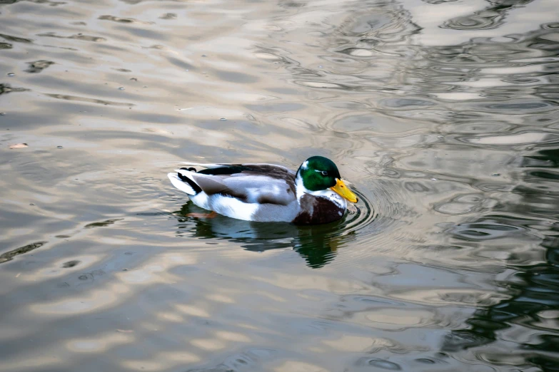 a duck floats alone on the water near the shore