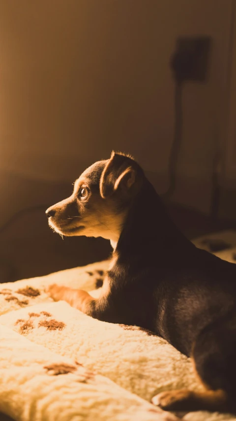 a dog laying down on a bed with a blanket